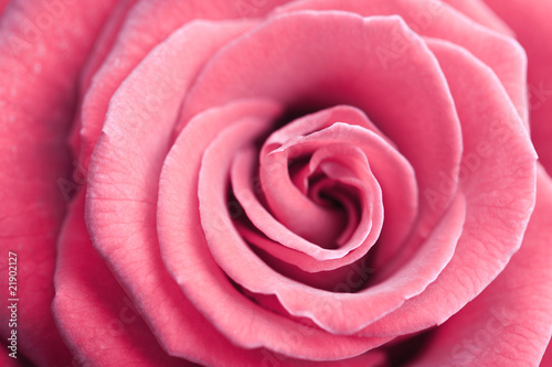 beautiful pink rose background