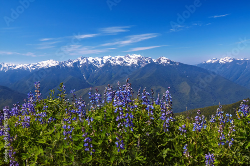 Hurricane Ridge