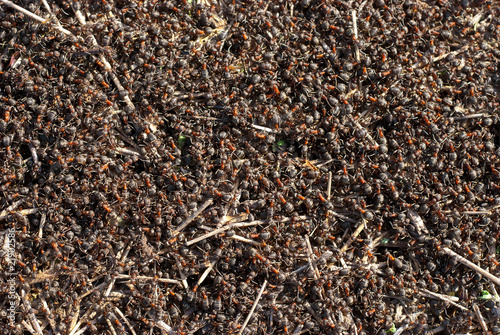 Ants crawling in the anthill.