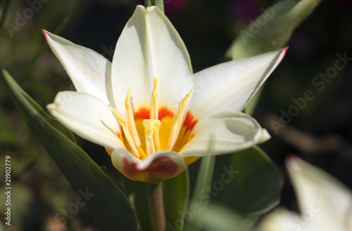 Blooming single tulip flower