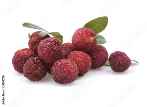 Photos arbutus