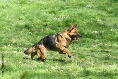 berger allemand ou german shepherd dog en course