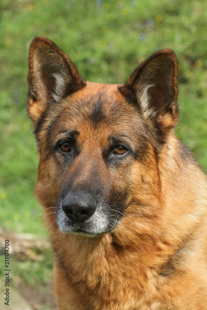 portrait d'un berger allemand, Deutsche Schäferhund portrait d'un berger allemand, Deutsche Schäferhund