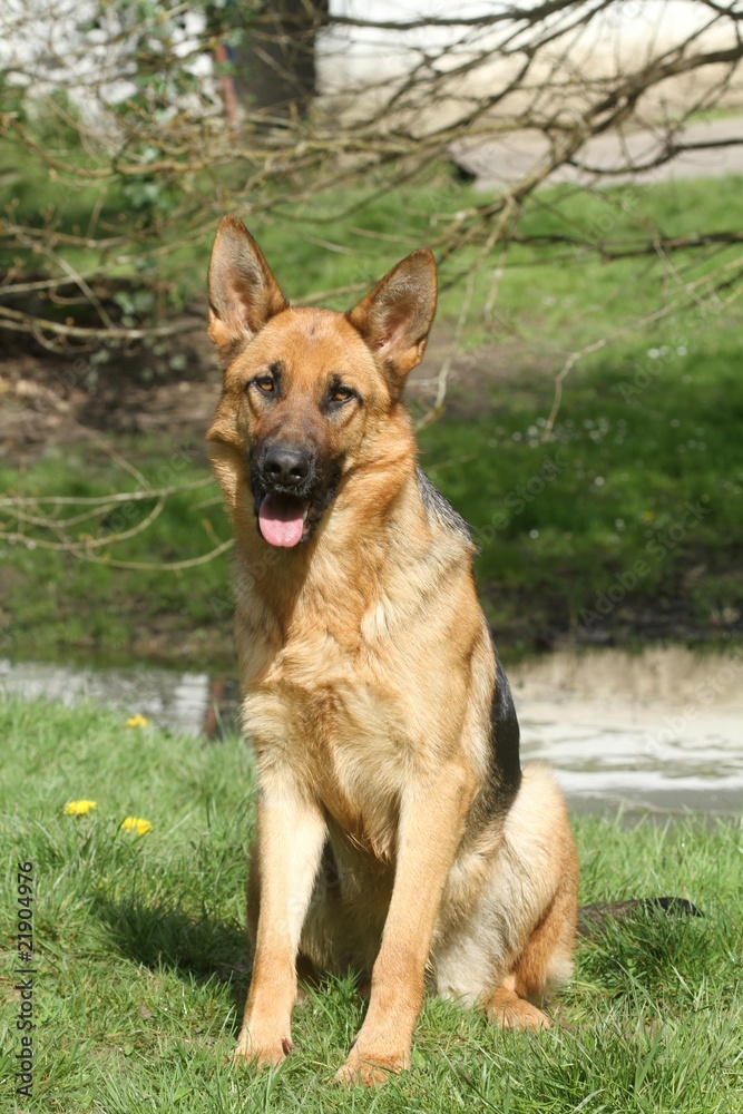 berger allemand, german shepherd dog,pastore tedesco berger allemand, german shepherd dog,pastore tedesco