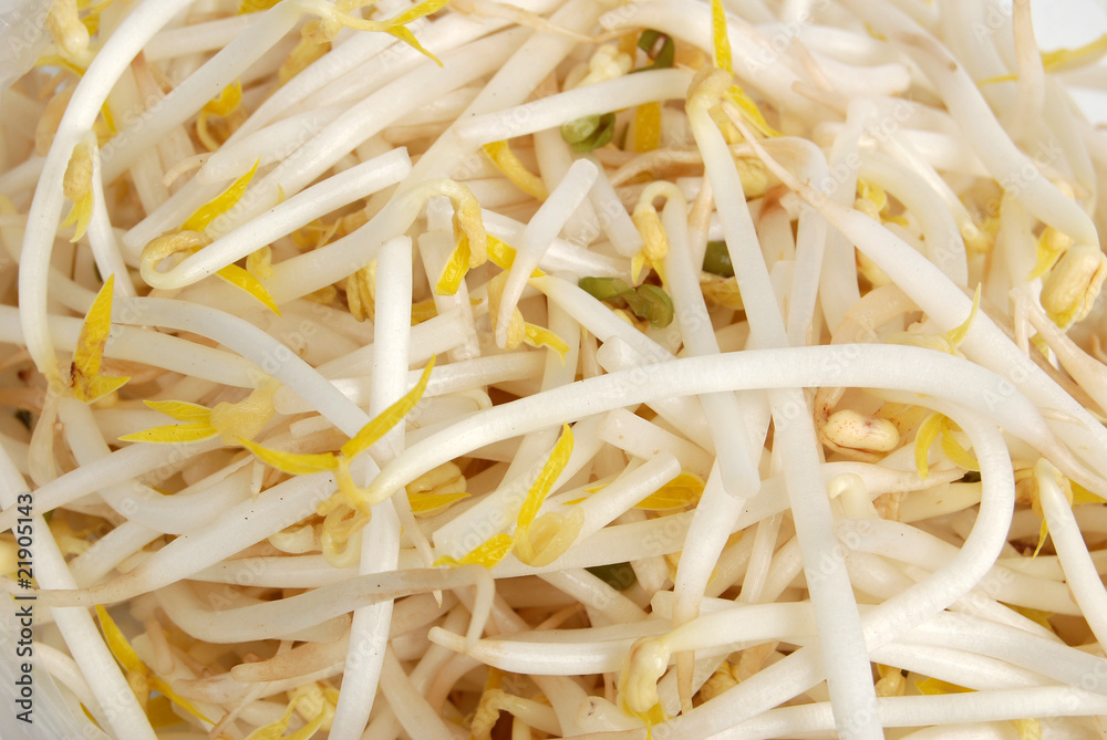 bean sprout bean sprout