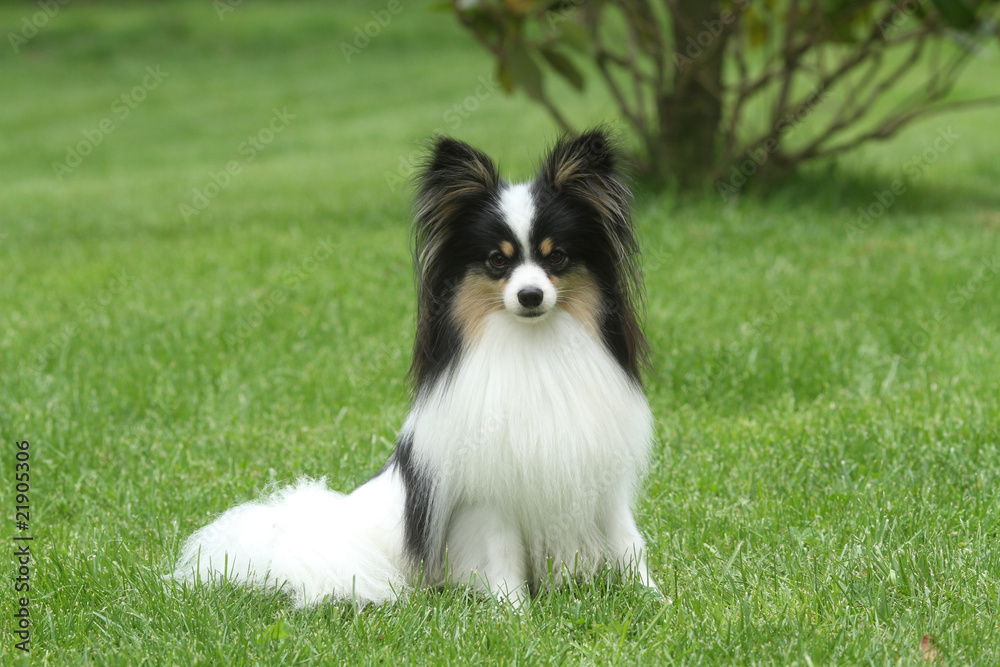 épagneul papillon assis dans le jardin de face