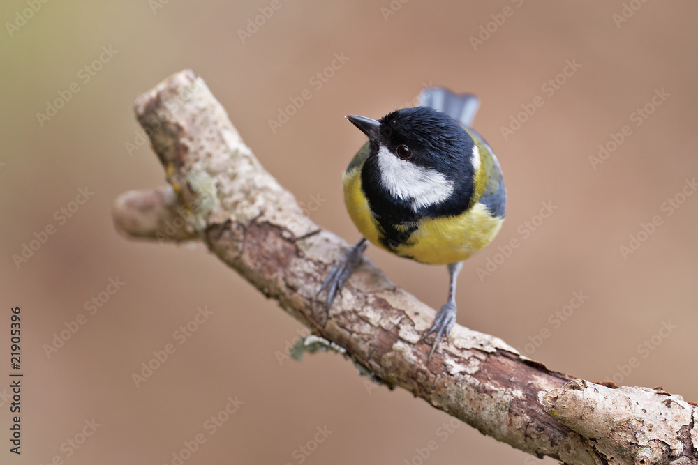 Fototapeta premium Great Tit, Parus major