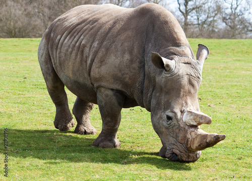 Front view of a white rhinoceros grazing