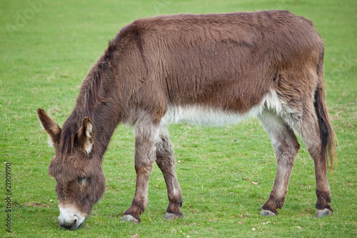 A donkey grazing in a green field