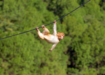 Fotobehang Aap Hangende aap aan boomtak  © Alex Petelin