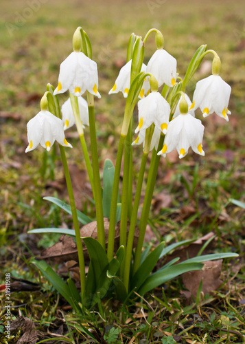 A group of early-spring flowering Snowflakes (Leucojum)