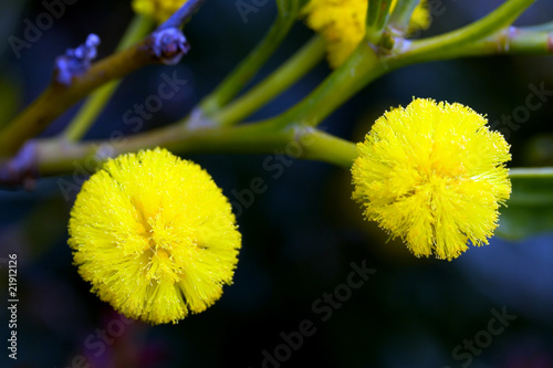 Mimosen am Strauch photo