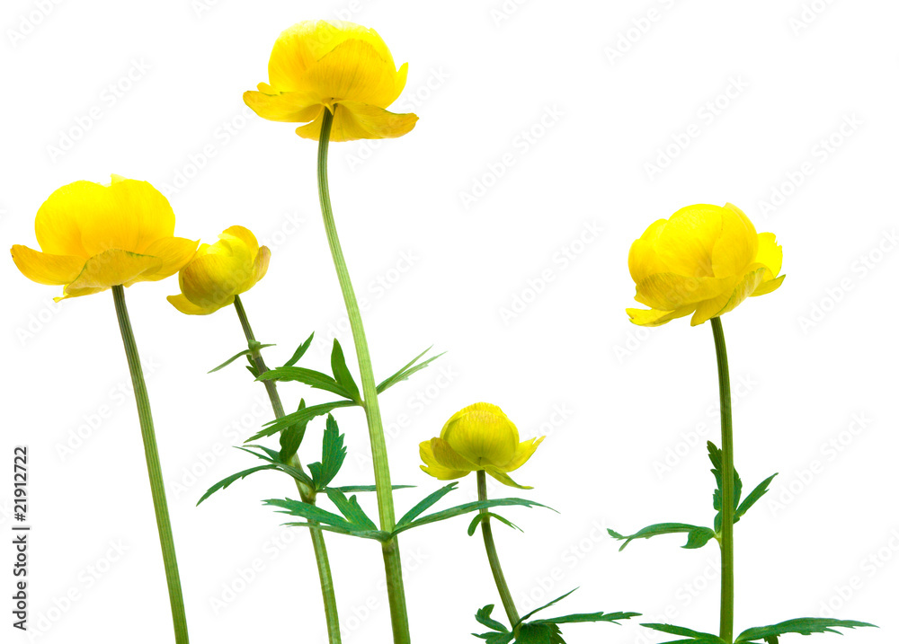 Obraz premium globeflower