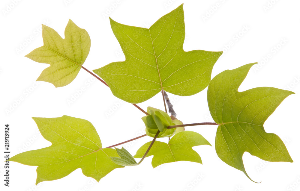 New Growth New Growth