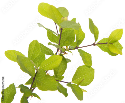 Wallpaper Mural New Growth Torontodigital.ca