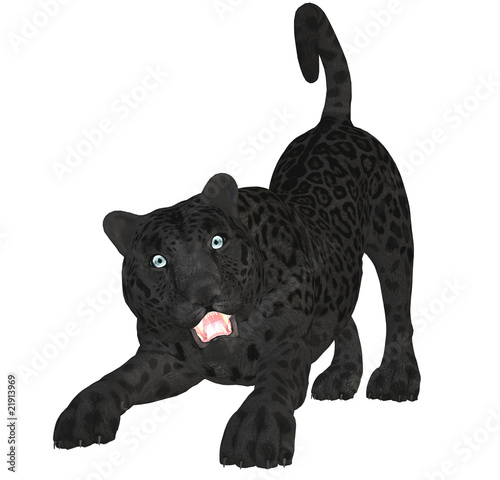 schwarzer panther