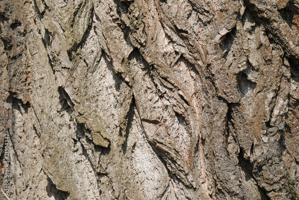 Texture from a tree bark Texture from a tree bark
