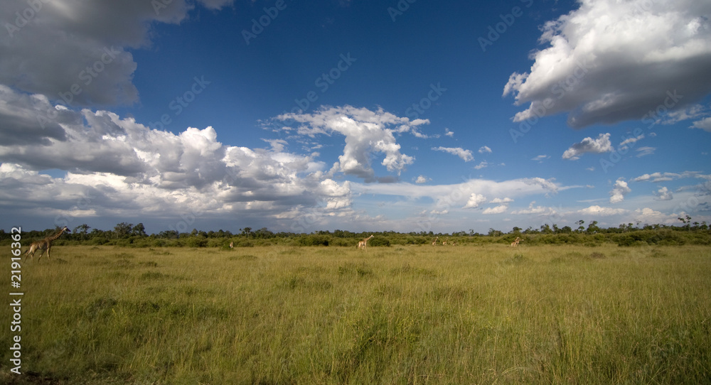 Panorama savana africana con giraffe Panorama savana africana con giraffe