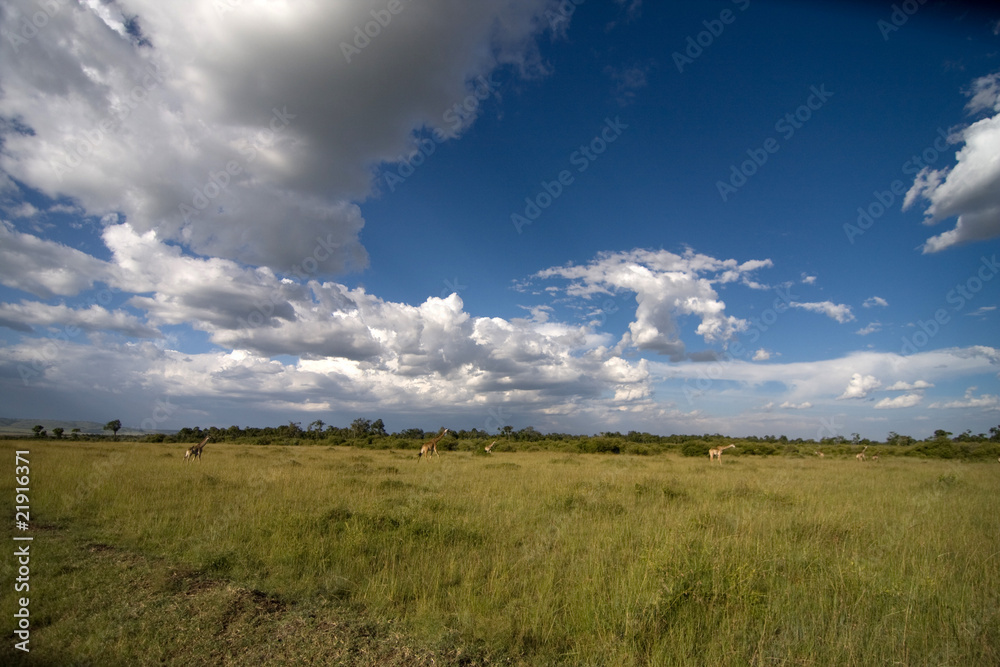 Paesaggio con giraffe