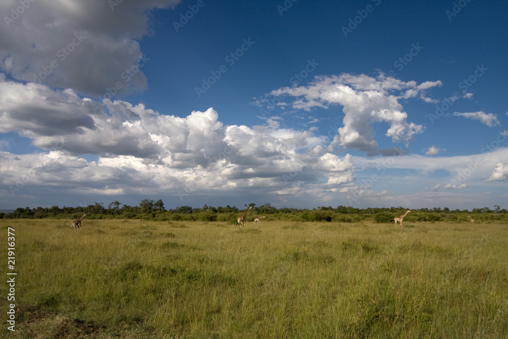Giraffe nella savana africana