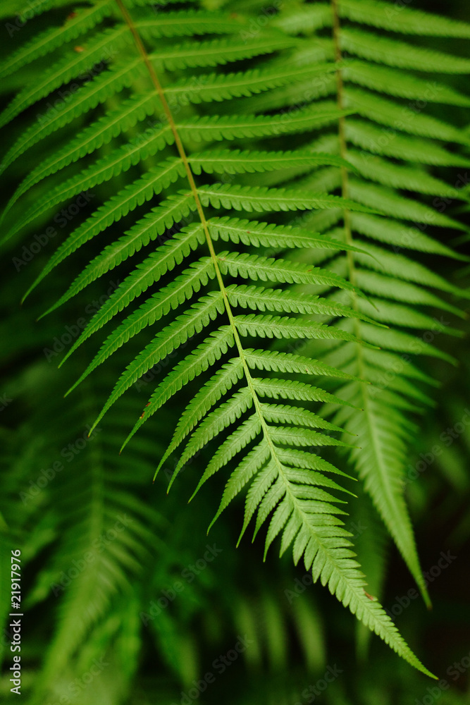 leaf , dicksoniaceae , cibotium barometz , lamb of tartary leaf , dicksoniaceae , cibotium barometz , lamb of tartary