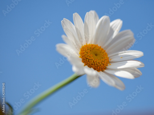 daisy with blue sky