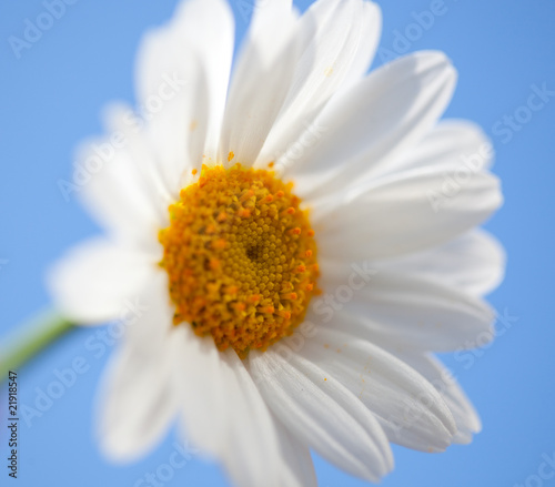 daisy with blue sky
