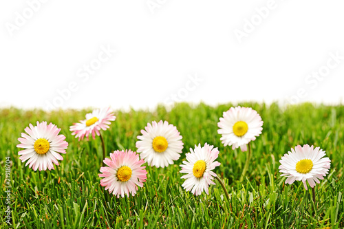 A view of daisy flowers isolated on white background