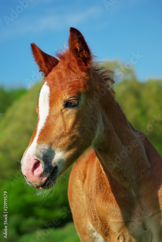 Portrait of foal.