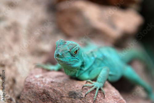 Green Dragon © Michalis Palis