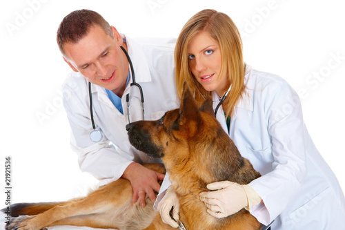 Fototapeta Naklejka Na Ścianę i Meble -  Two vets examining dog