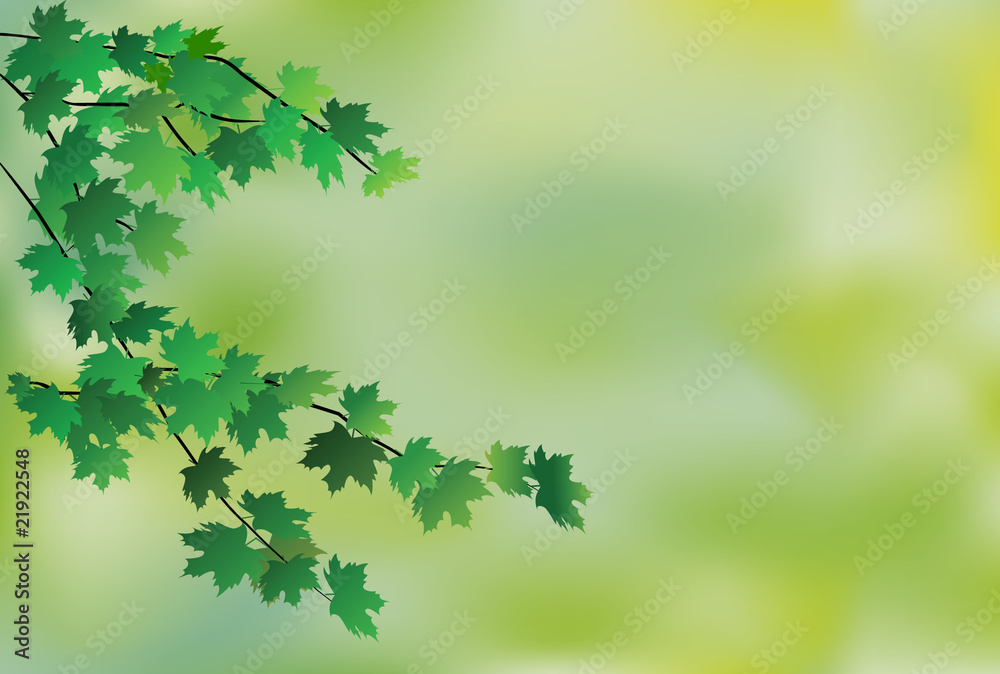 Maple leaf background Maple leaf background