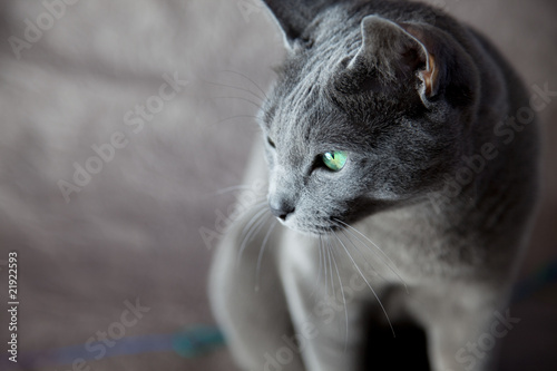 Russian Blue Cat