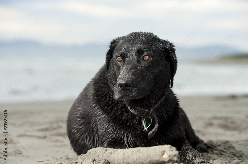 black labrador relaxing at beach after swimming black labrador relaxing at beach after swimming