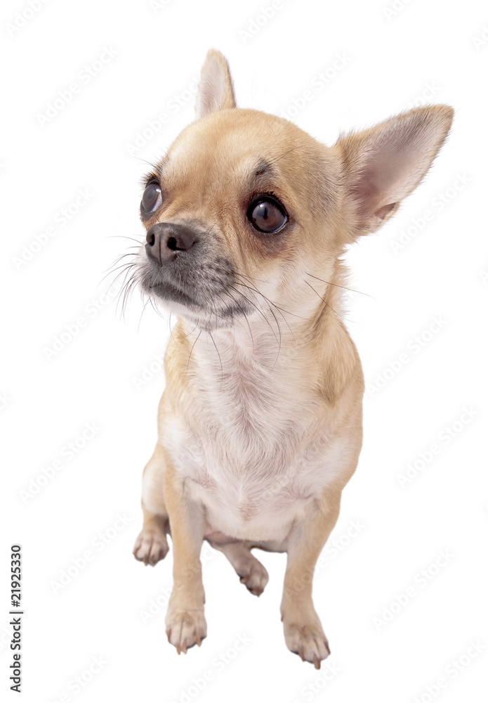 fawn and white chihuahua portrait