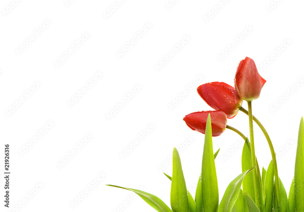 Tulips Tulips