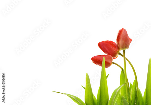 Fototapeta Naklejka Na Ścianę i Meble -  Tulips