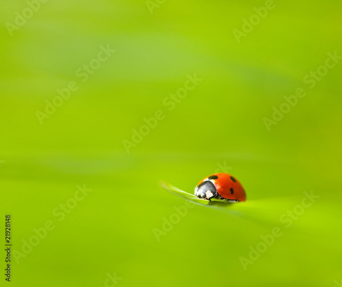 Ladybird on a grass straw