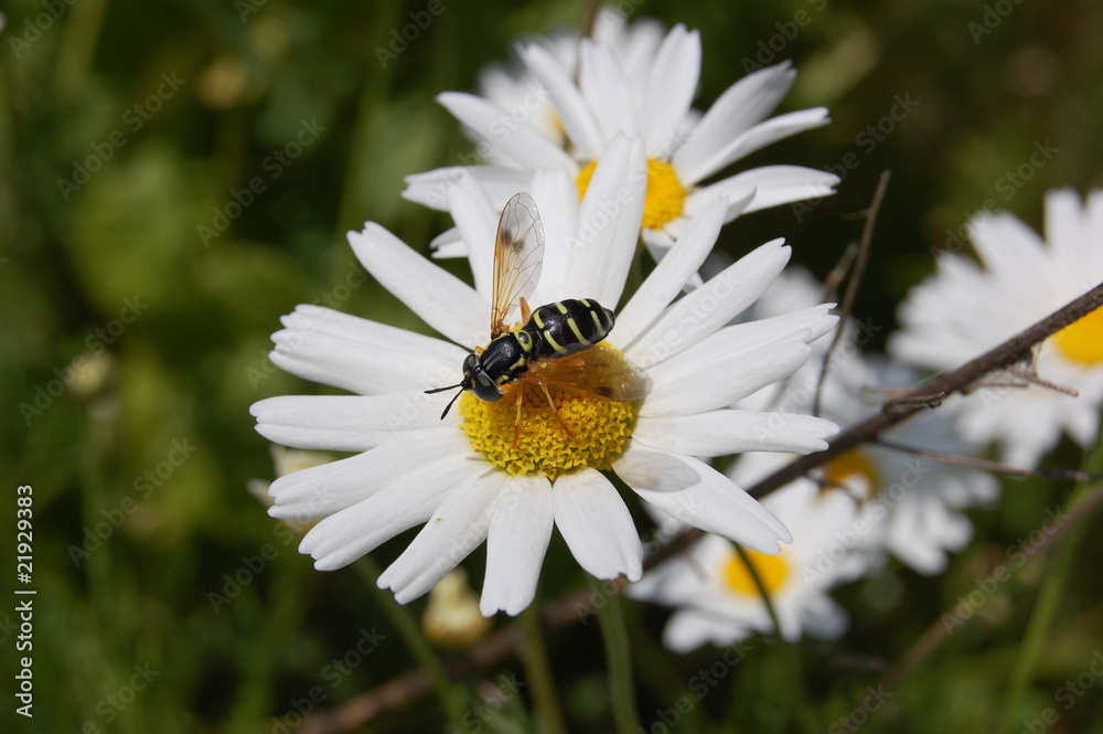Fototapeta premium wasp on a flower