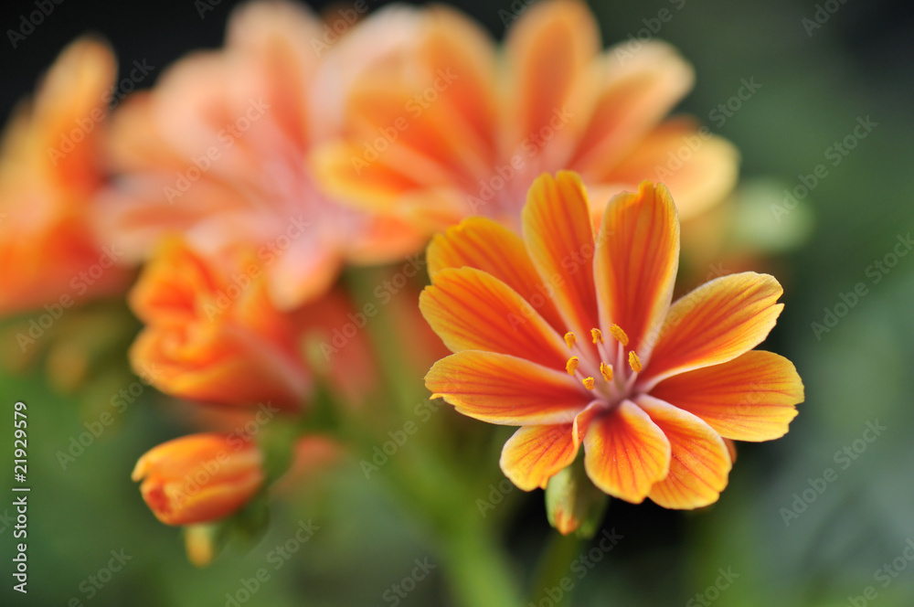 orange yellow lewisia cotyledon flowers orange yellow lewisia cotyledon flowers