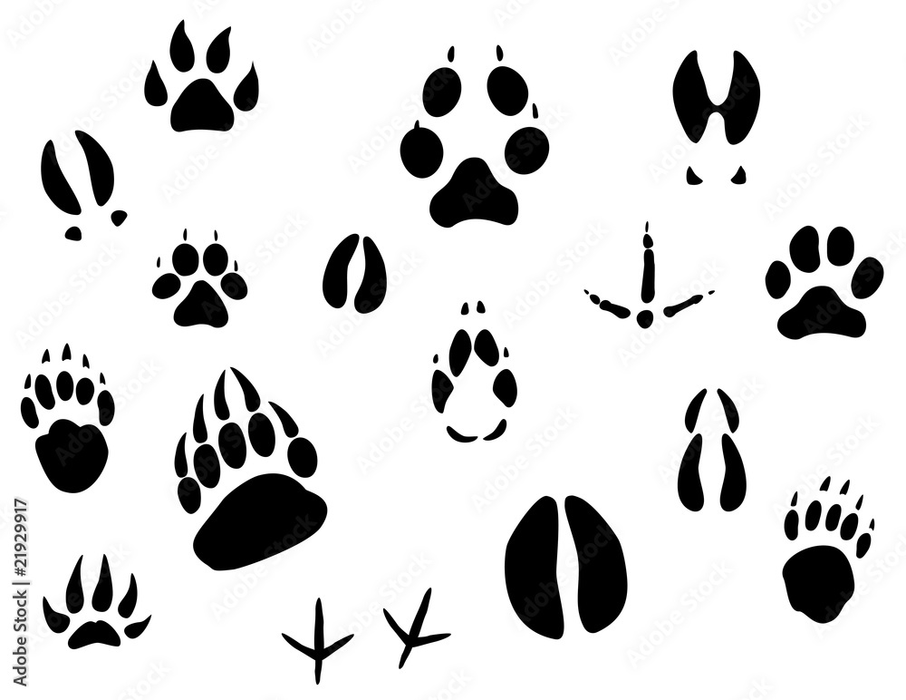 Fototapeta Animal footprints