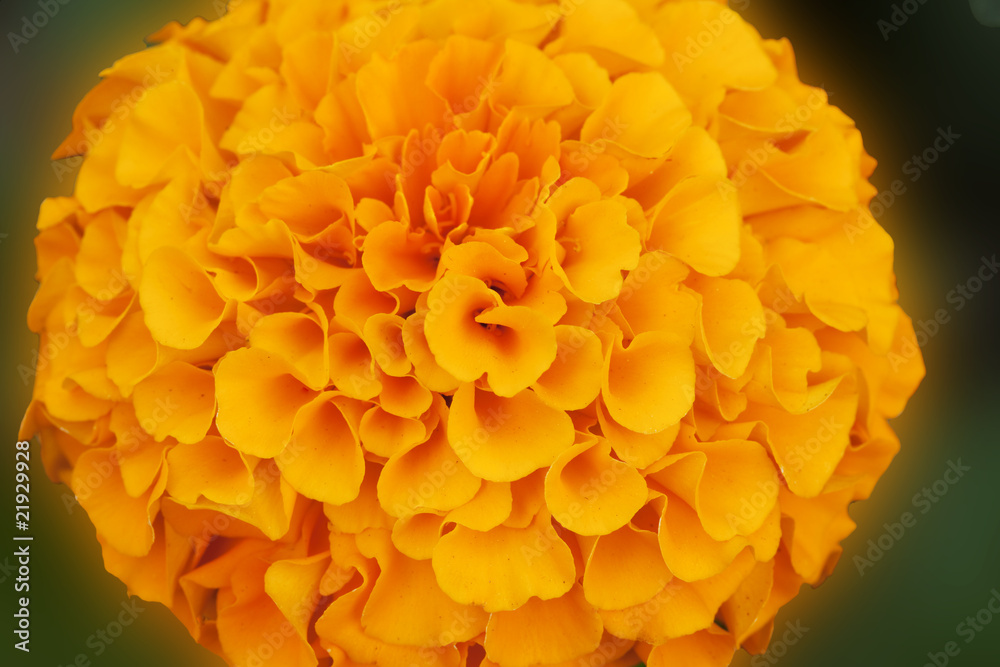 Macro of a Beautiful Marigold Flower Macro of a Beautiful Marigold Flower