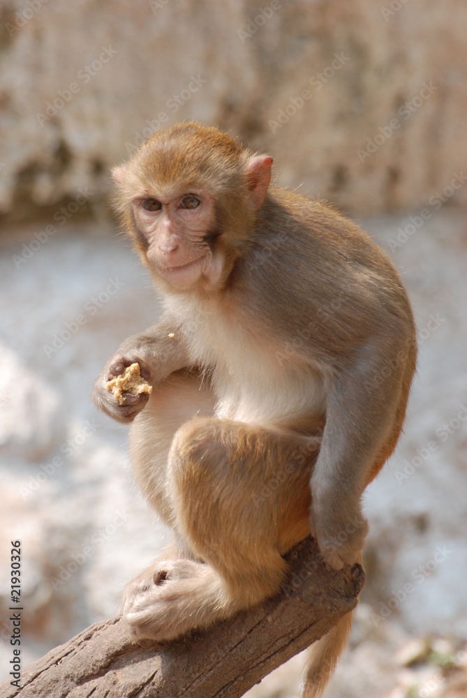 Obraz premium monkey