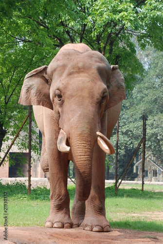 elephant walking