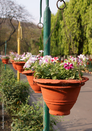 An array of flower pots