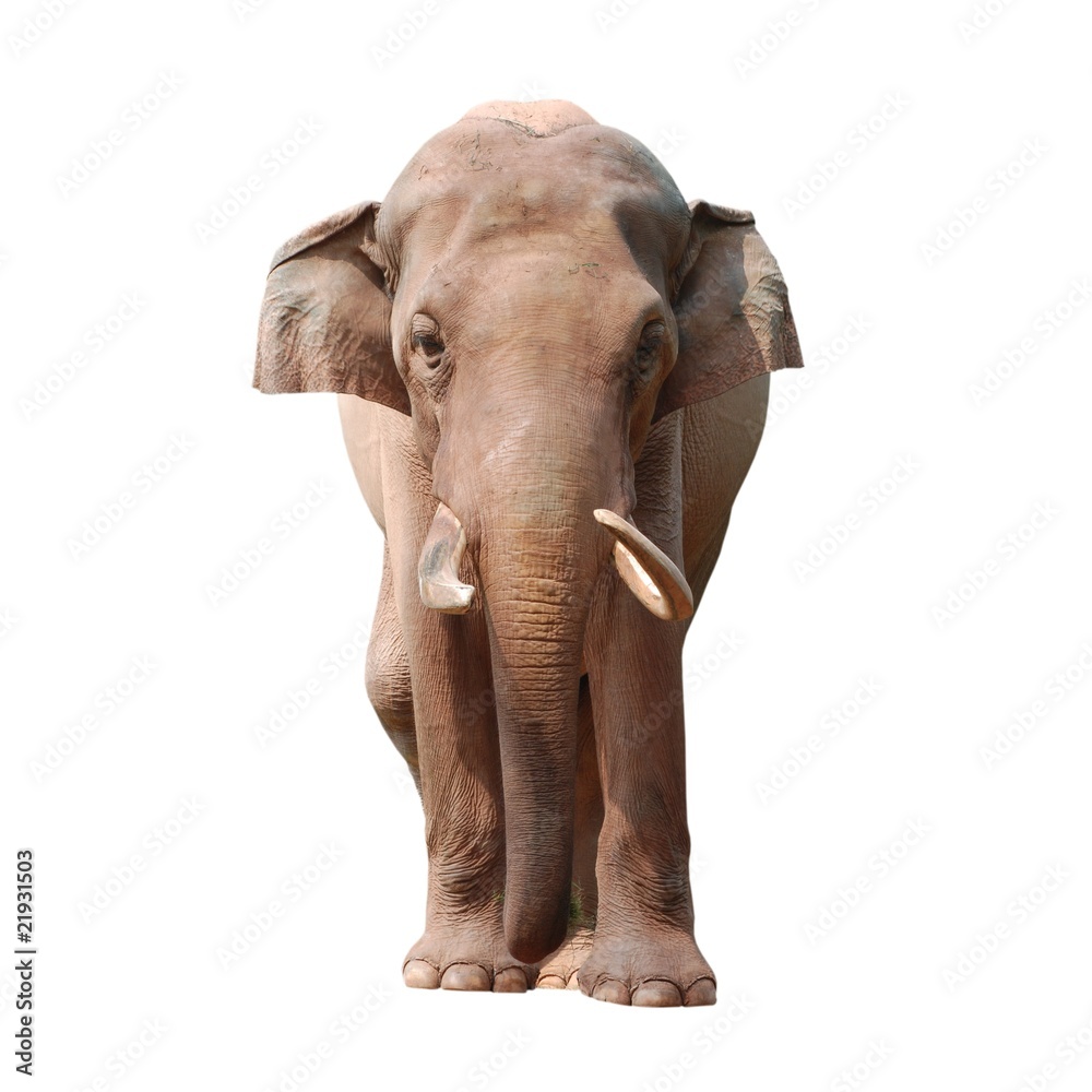 elephant isolated elephant isolated