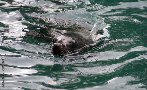 A fur seal