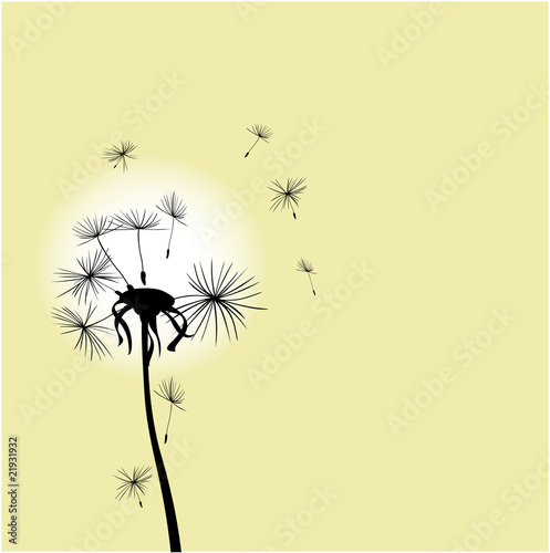 Dandelion