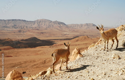 Ibexes on the cliff.