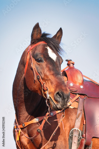horse in western equipment